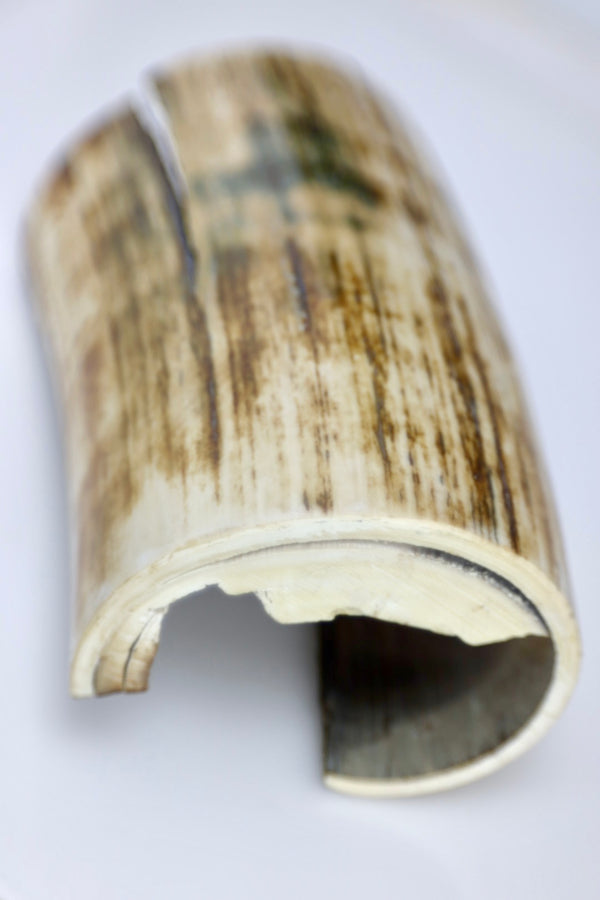 Mammoth Ivory Tusk