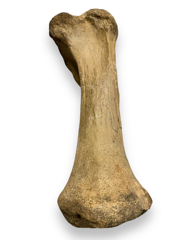 Woolly Mammoth Bone