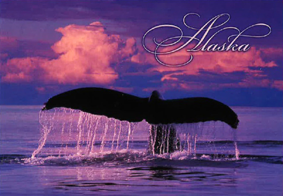 Humpback Whale Postcard
