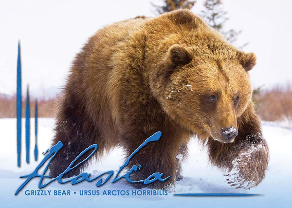 Grizzly Bear Postcard