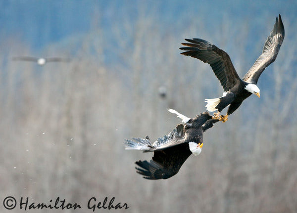 Eagle Talon Strike