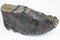Complete Mammoth Tooth