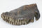 Complete Mammoth Tooth