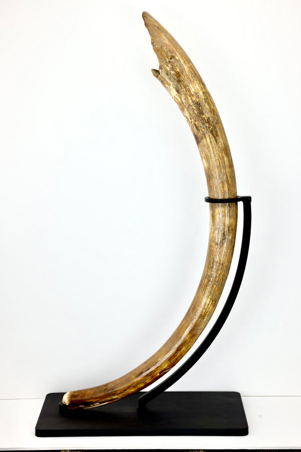 Mammoth Ivory Tusk