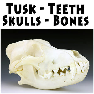 Tusk, Teeth, Skulls & Bones