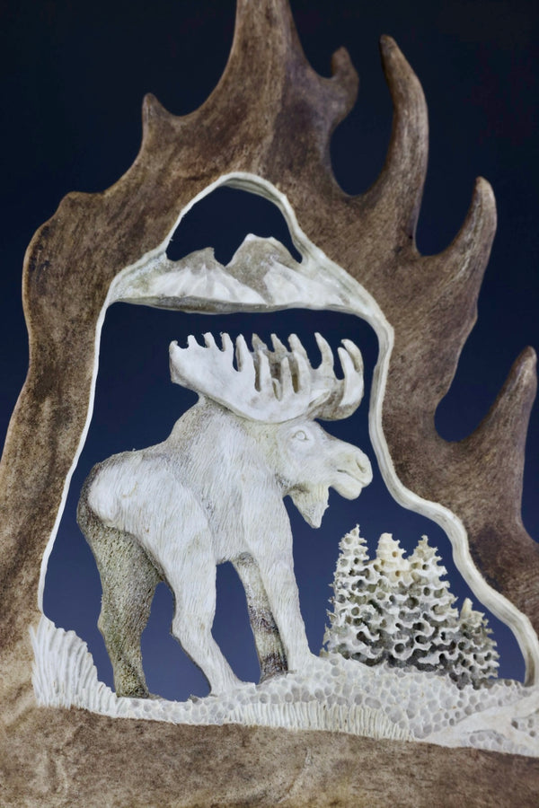 Moose - Caribou Antler