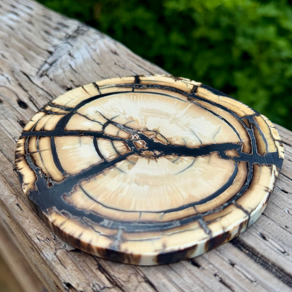 Mammoth Ivory Slice