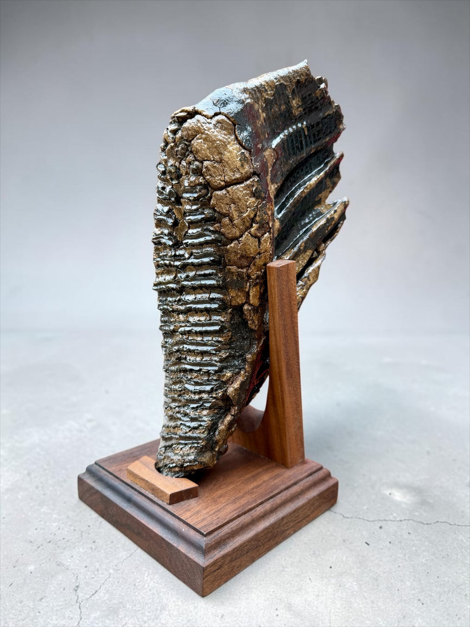 Woolly Mammoth Tooth