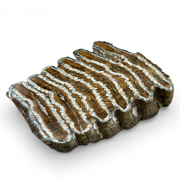 Woolly Mammoth Tooth