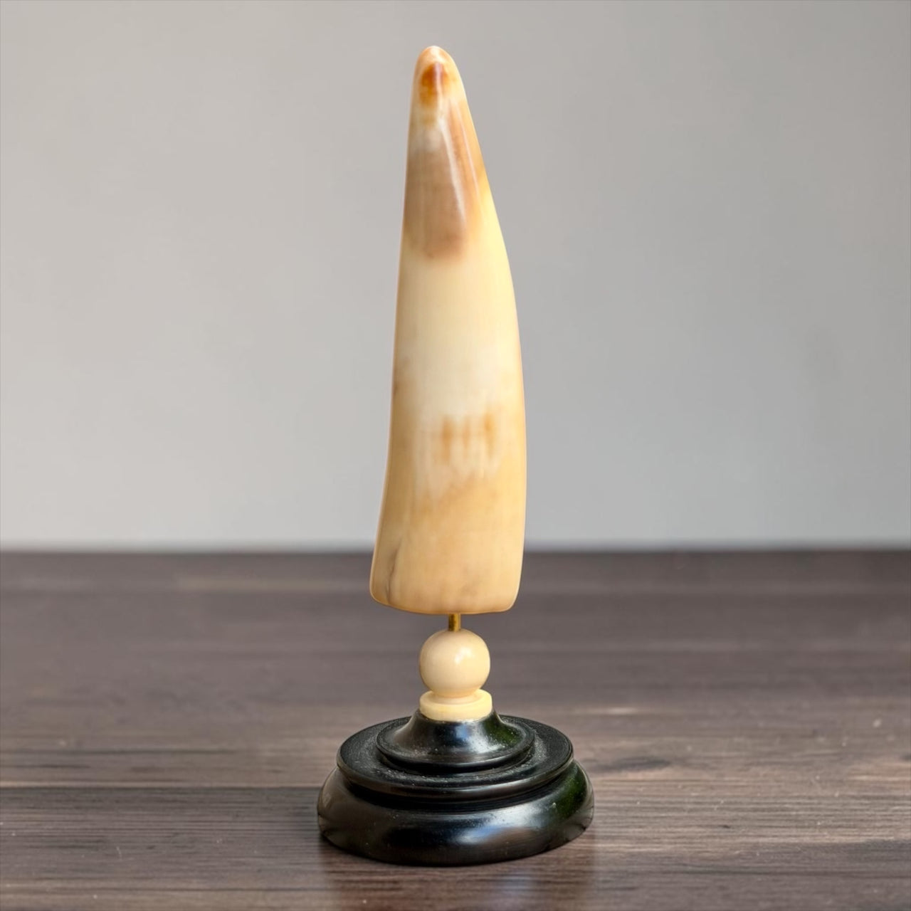 Fossil Walrus Ivory Tusk