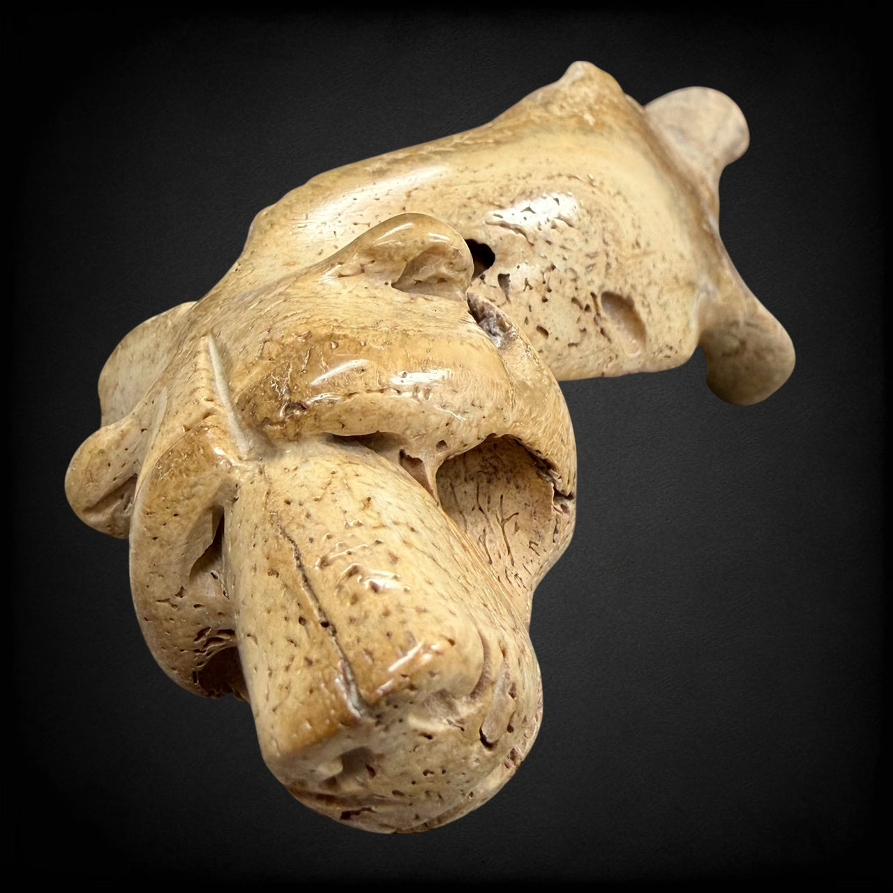 Bear Partial Jawbone Carving