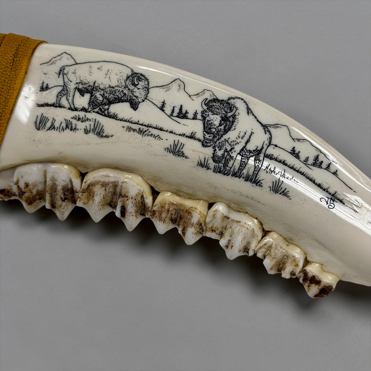 XL Jaw & Scrimshaw