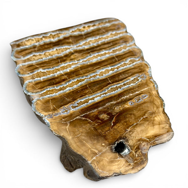 Woolly Mammoth Tooth
