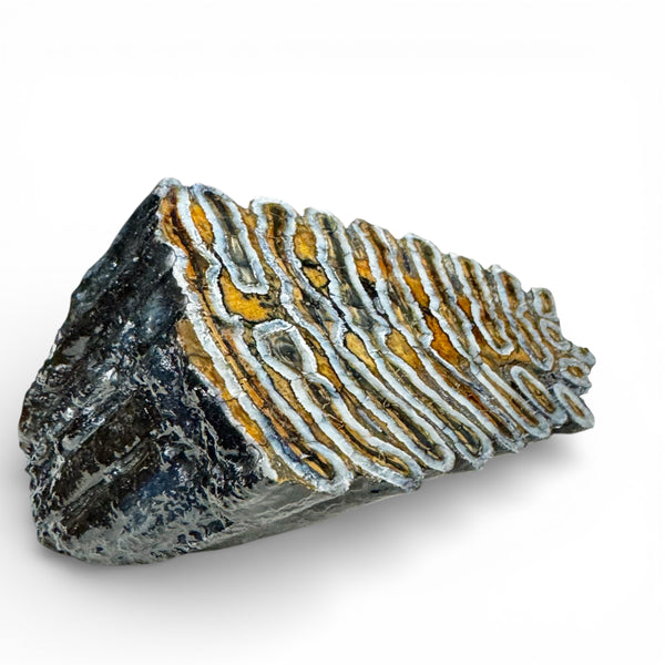 Woolly Mammoth Tooth