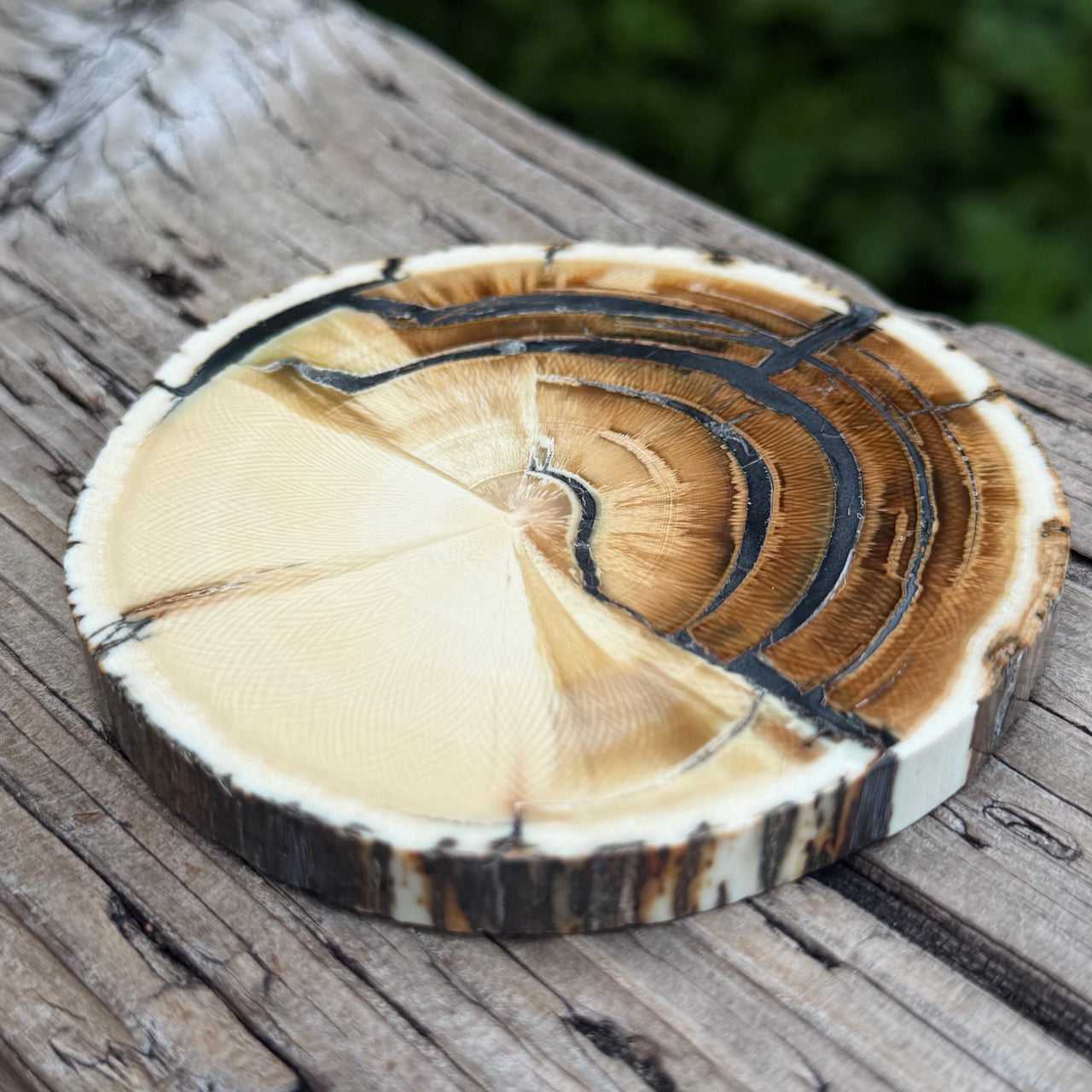 Mammoth Ivory Slice
