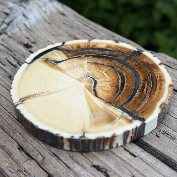 Mammoth Ivory Slice