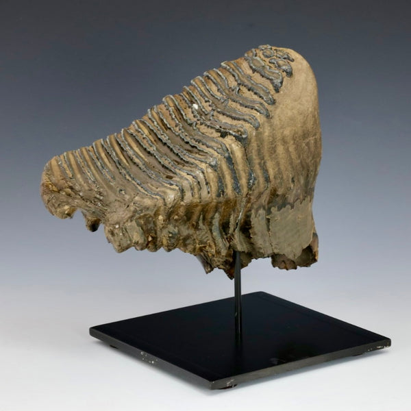 Woolly Mammoth Tooth