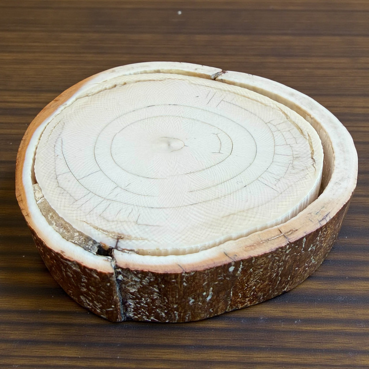 Mammoth Ivory Slice