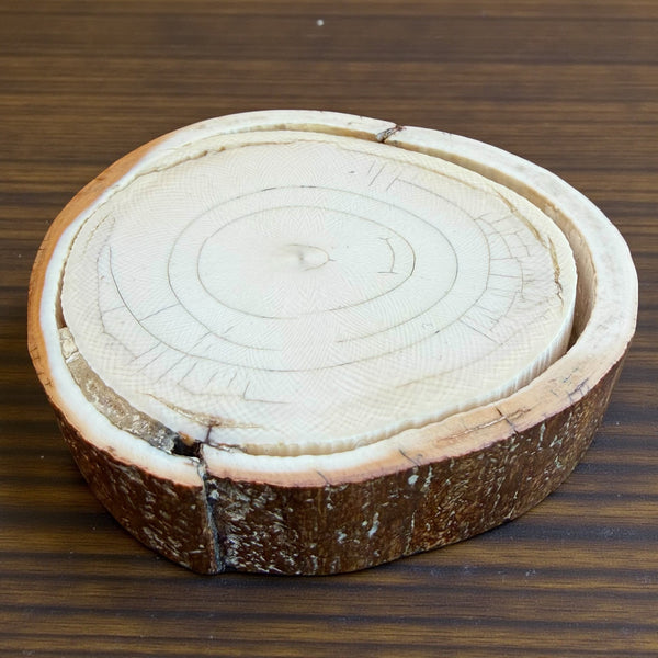 Mammoth Ivory Slice