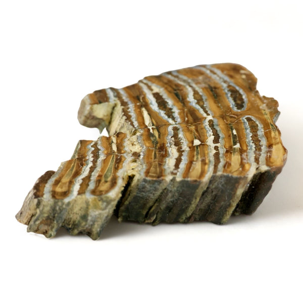 Woolly Mammoth Tooth