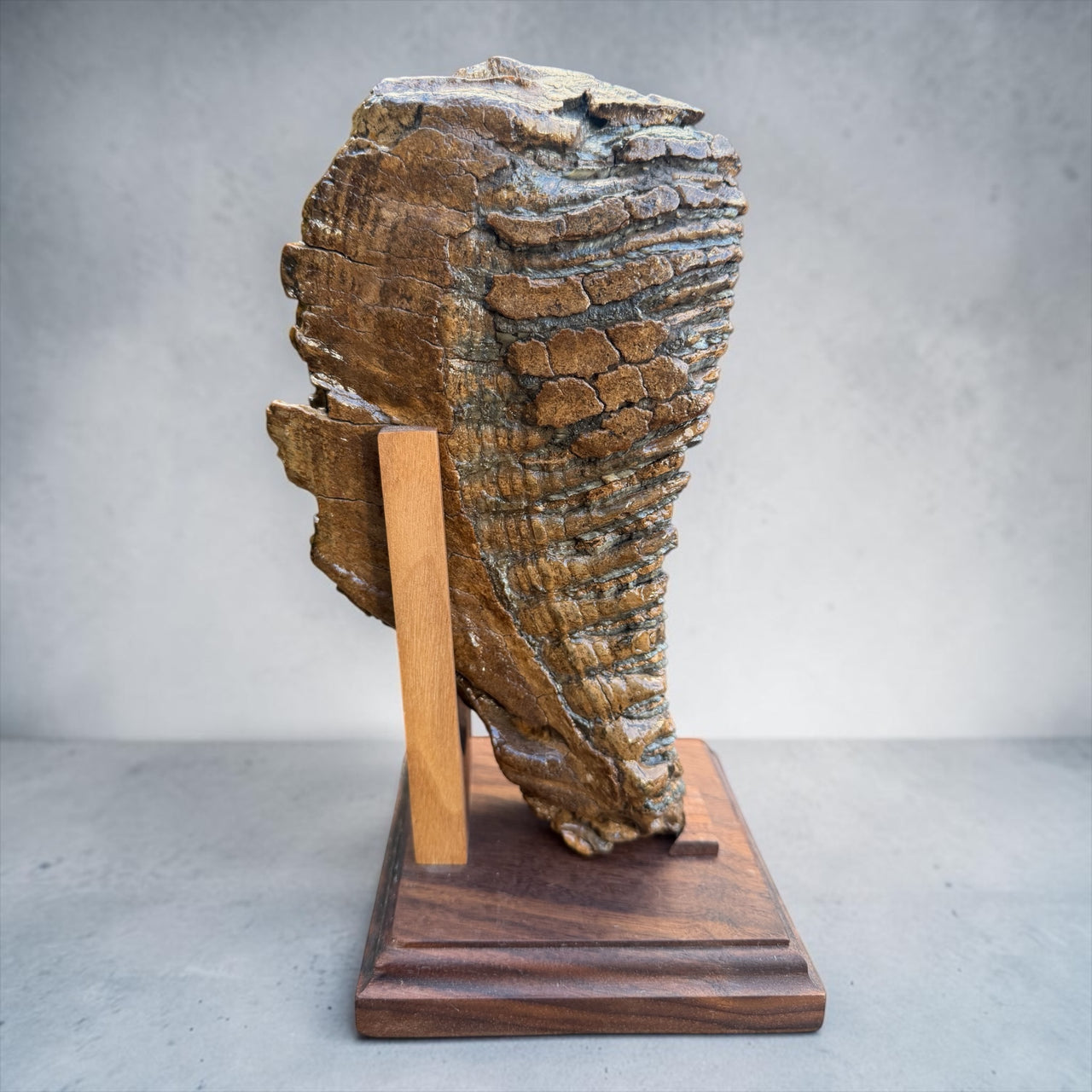 Woolly Mammoth Tooth