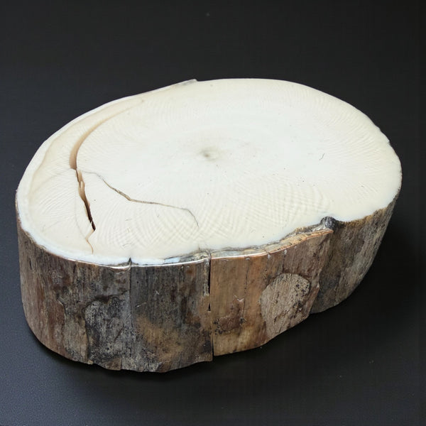 Mammoth Ivory Slice