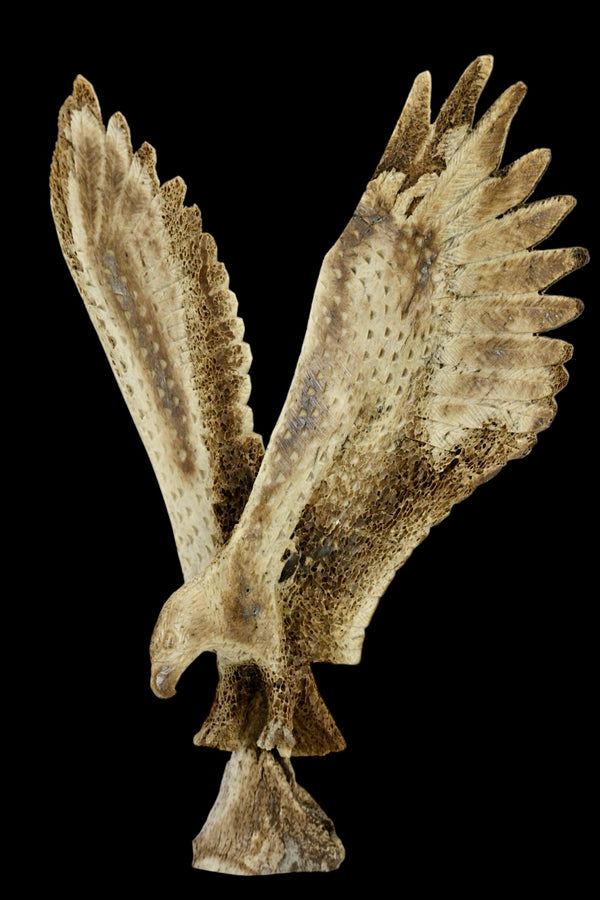 Eagle Scapula