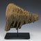 Woolly Mammoth Tooth