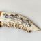 XL Jaw & Scrimshaw