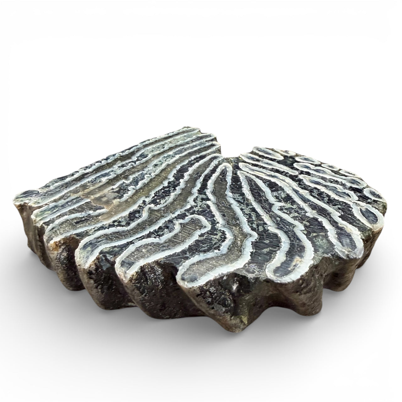 Woolly Mammoth Tooth