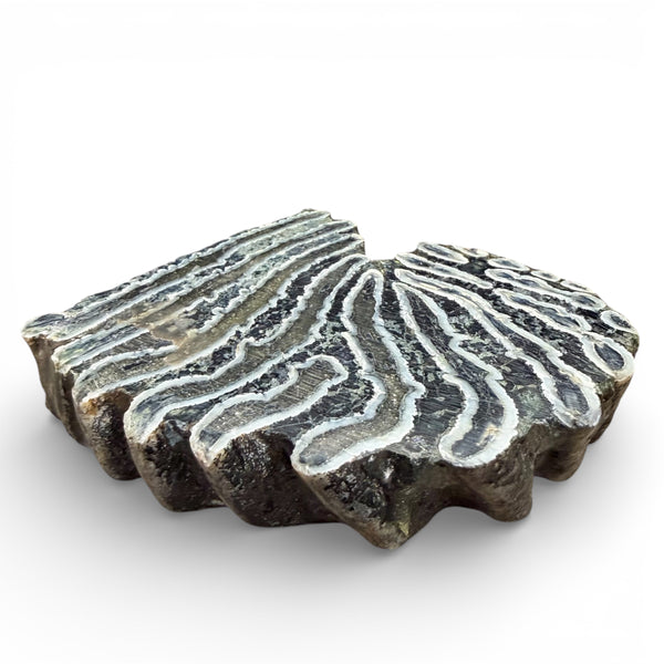 Woolly Mammoth Tooth