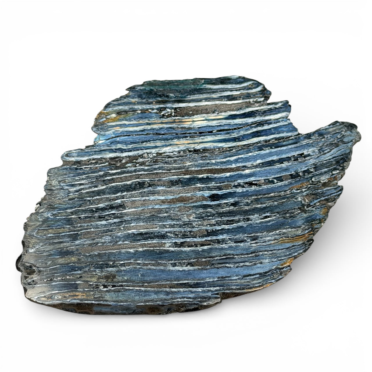 Woolly Mammoth Tooth