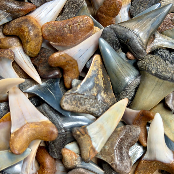 Shark Tooth