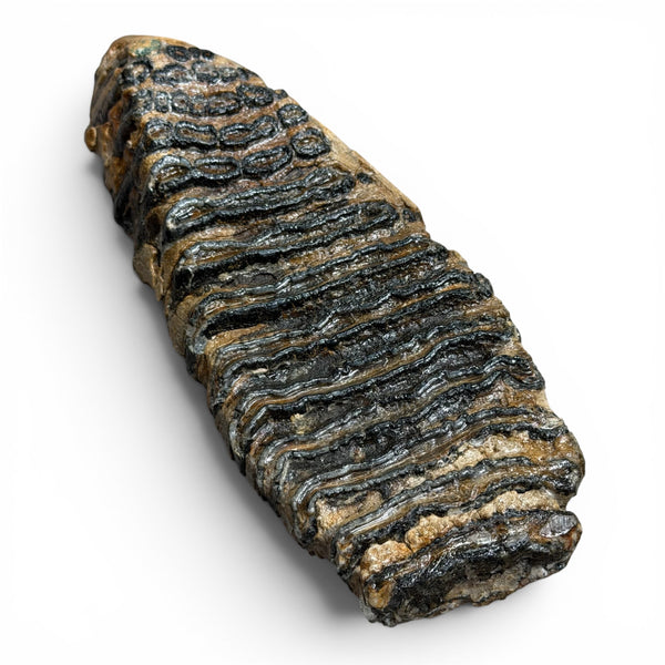 Woolly Mammoth Tooth