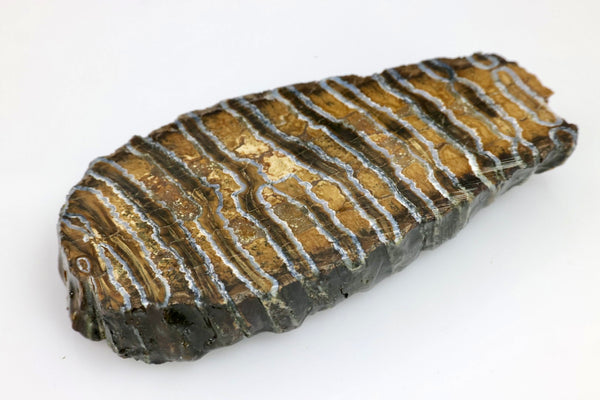 Woolly Mammoth Tooth