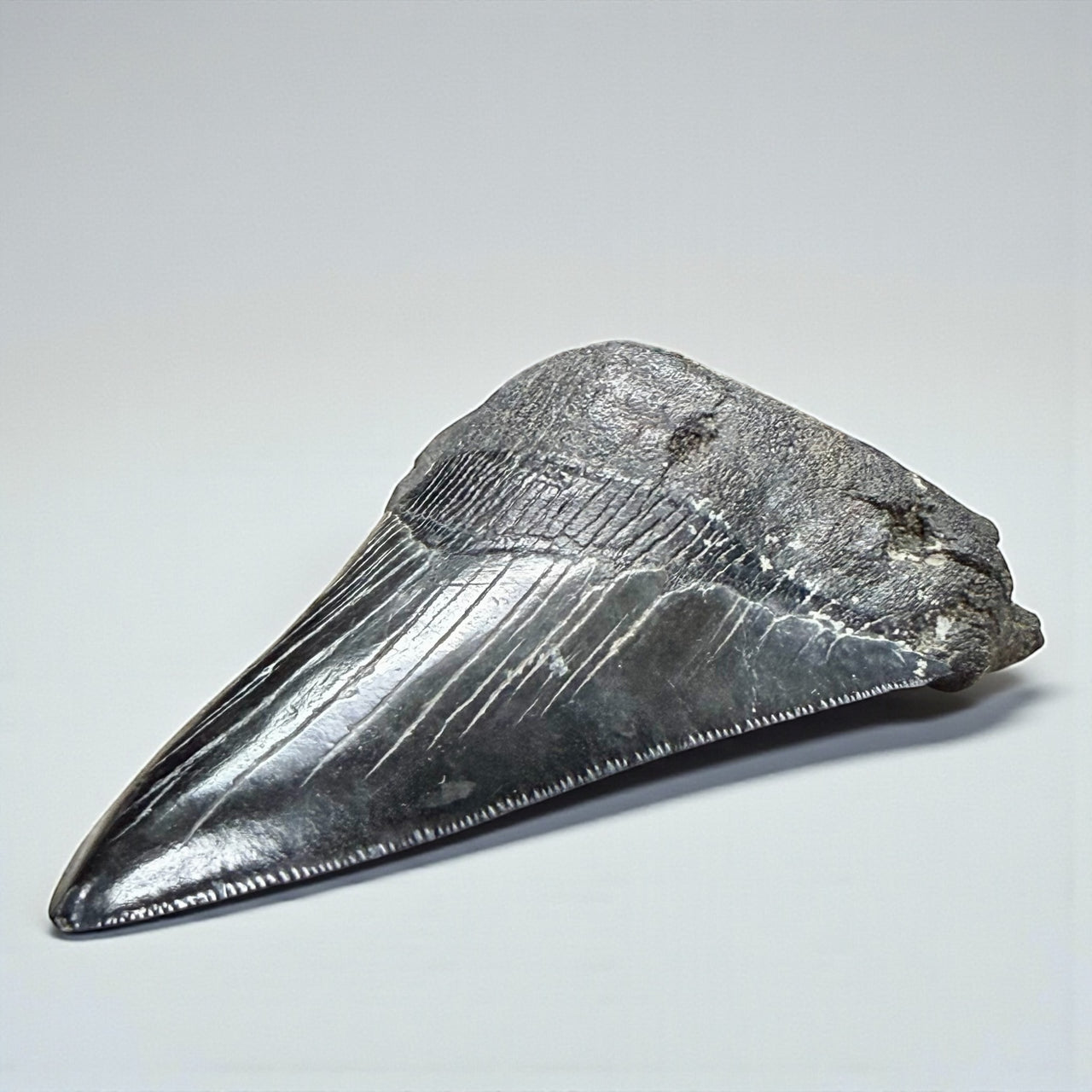 Megalodon Shark Tooth