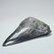 Megalodon Shark Tooth