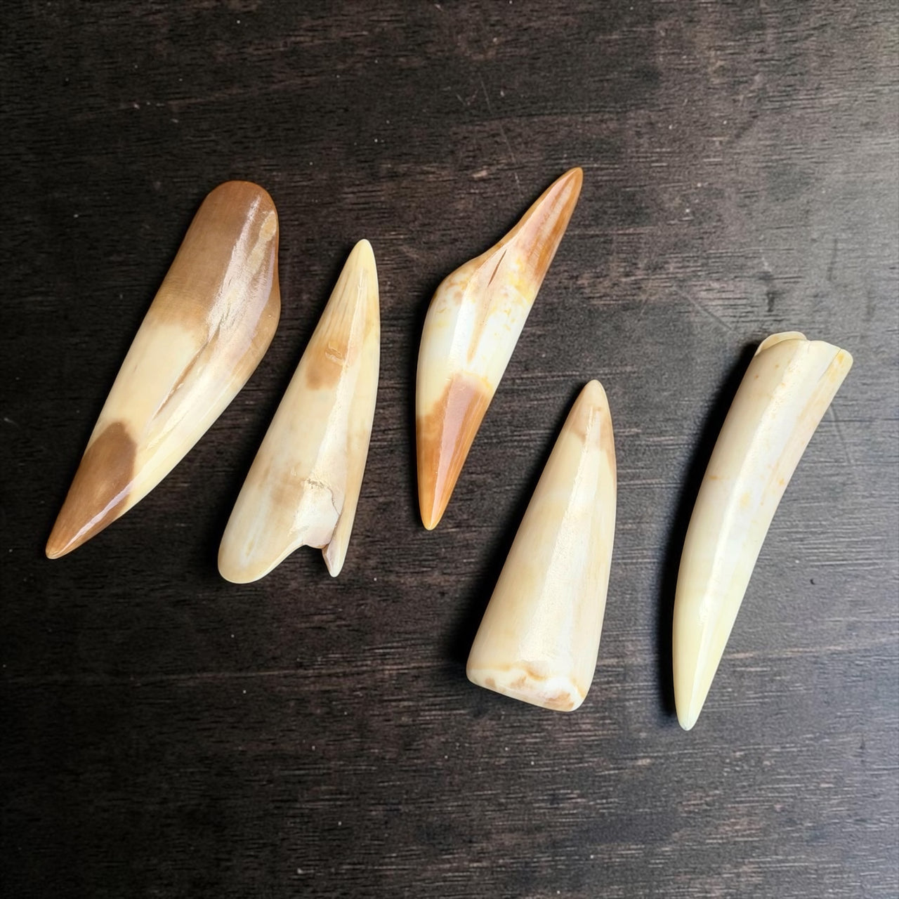 Fossil Walrus Ivory Tusk