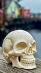 Ivory Skull Carving