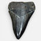 Megalodon Shark Tooth