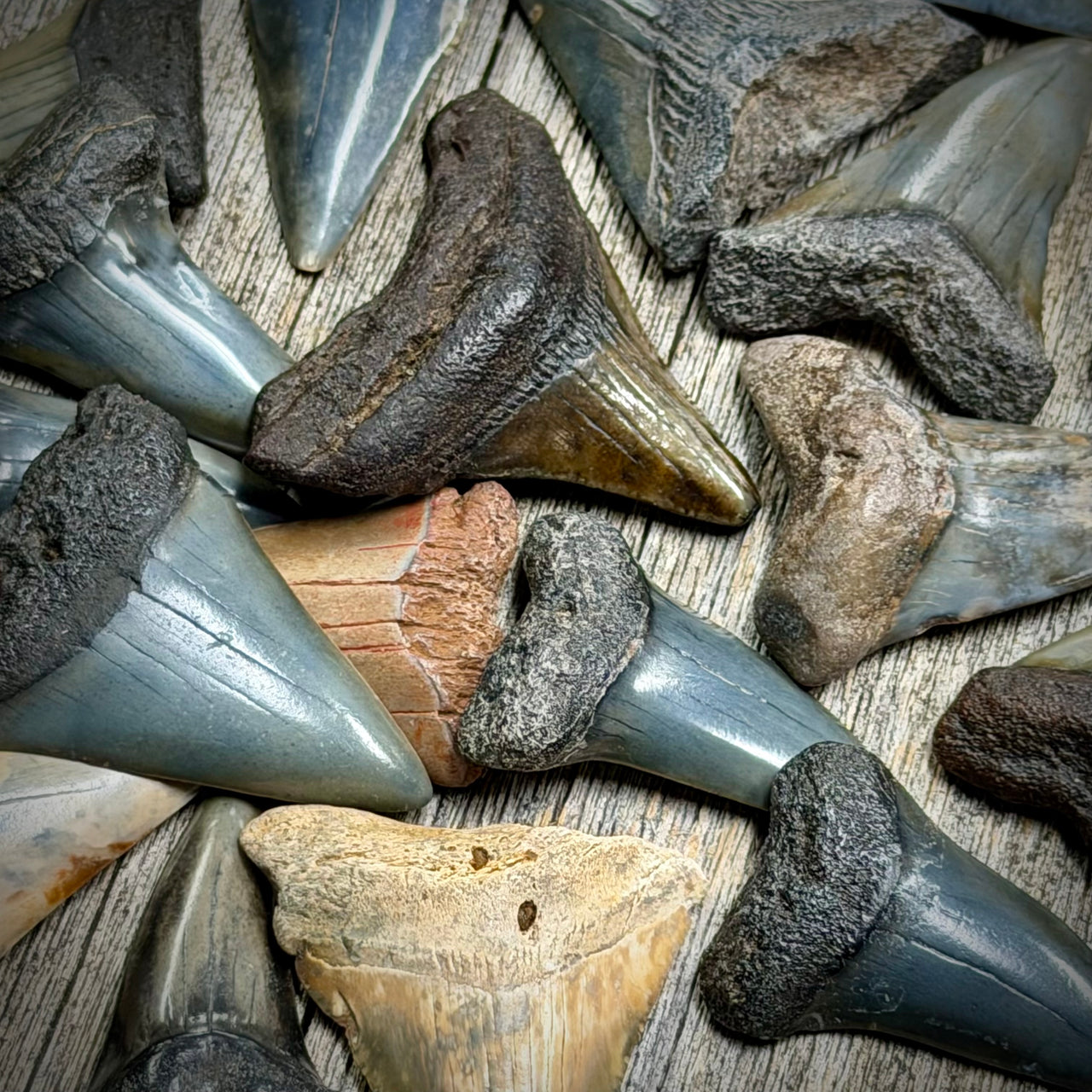 Shark Tooth