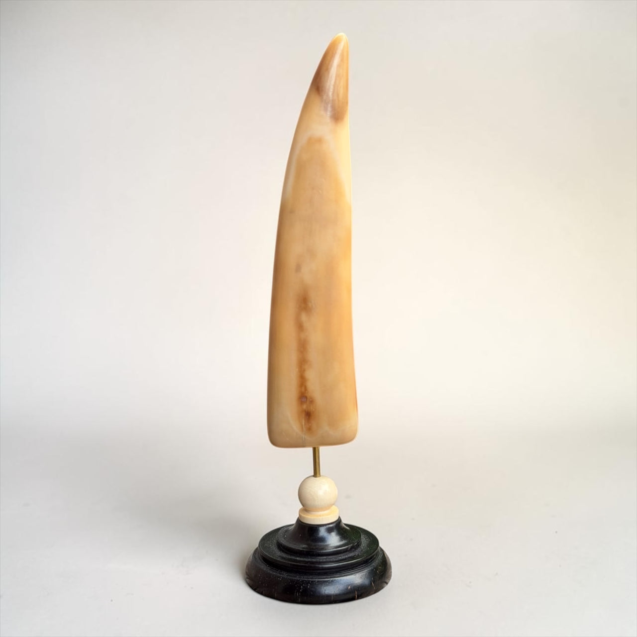 Fossil Walrus Ivory Tusk