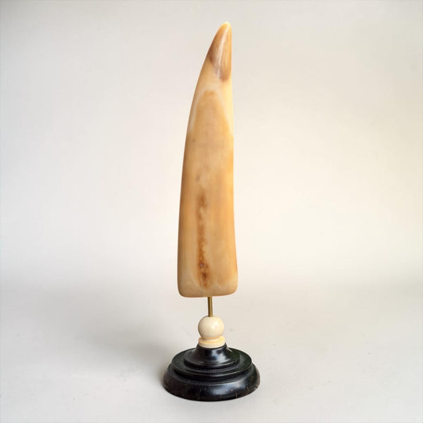 Fossil Walrus Ivory Tusk