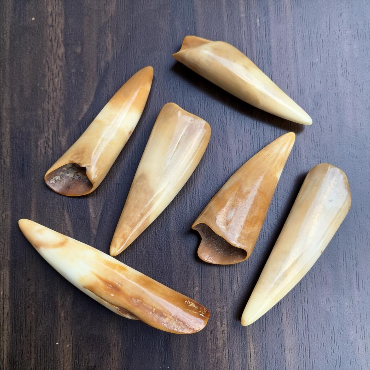 Fossil Walrus Ivory Tusk
