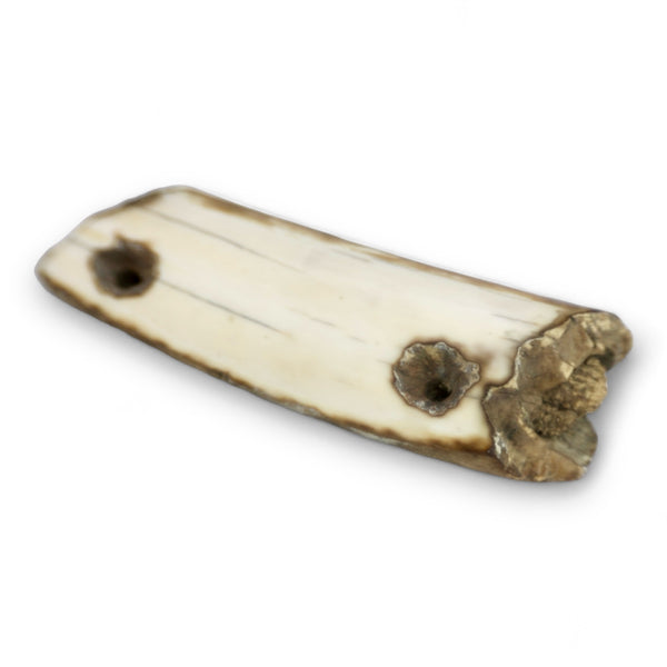 Fossil Walrus Ivory