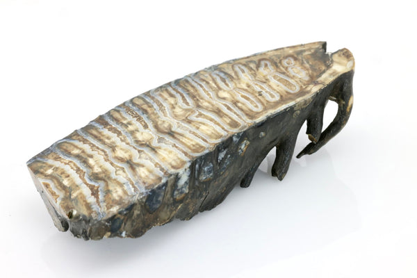 Woolly Mammoth Tooth