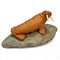 Walrus