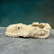 Ivory Octopus Carving