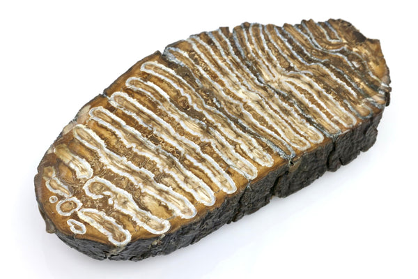 Woolly Mammoth Tooth