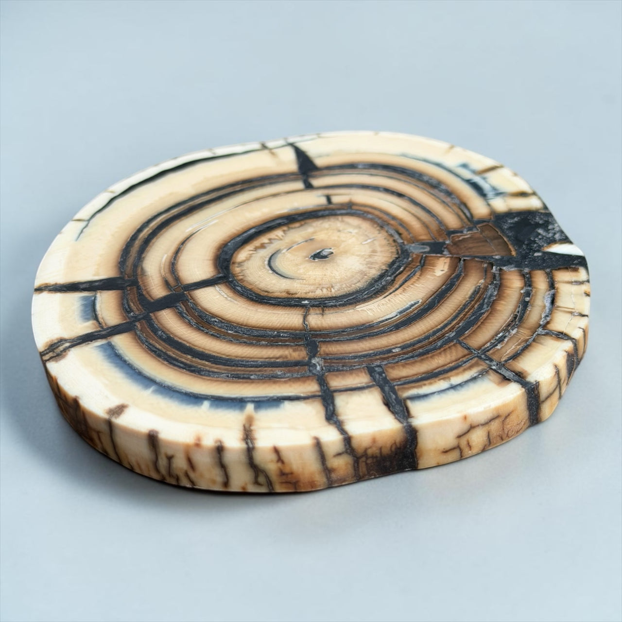 Mammoth Ivory Slice